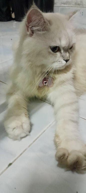 ตามหาเจ้าของแมว เจอแถวหมู่บ้านอยู่เจริญ คลอง 4