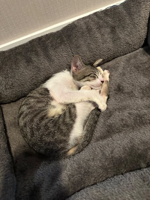 Mufasa