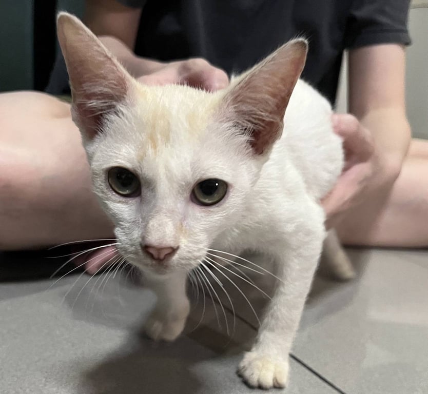 ตามหาเจ้าของแมว น้องขี้อ้อนน่ารักมากค่ะติดคน น้องวิ่งเข้ามาในบ้าน แล้วรอดพ้นจากการกัดของหมาเราเข้ามาในบ้านค่ะ เลยจะอยากหาที่เลี้ยงค่ะ เพราะถ้าเลี้ยงเองน่าจะไม่รอด