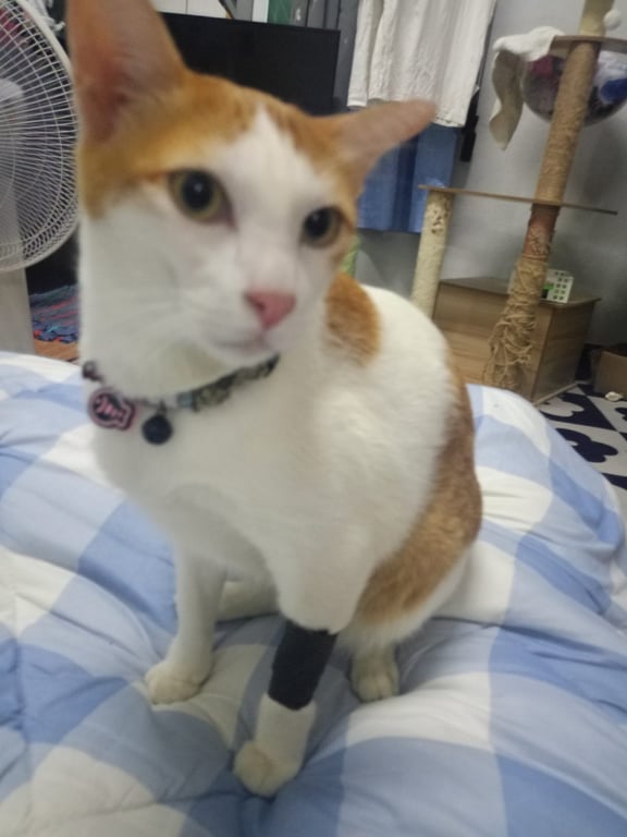 สะปัน