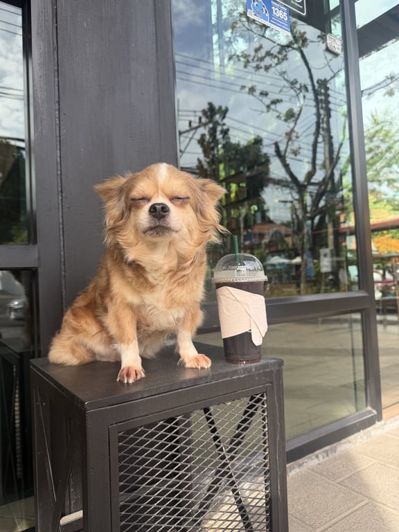 ไลล่า