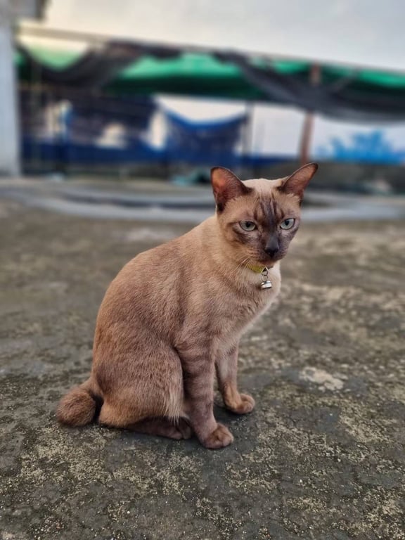 คอฟฟี่