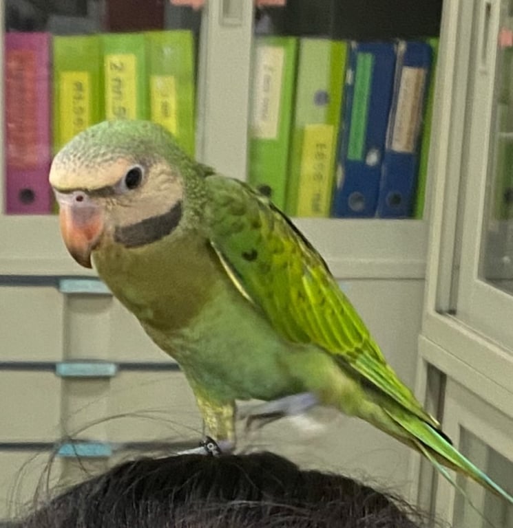 น้องเสี่ยวจ้าน
