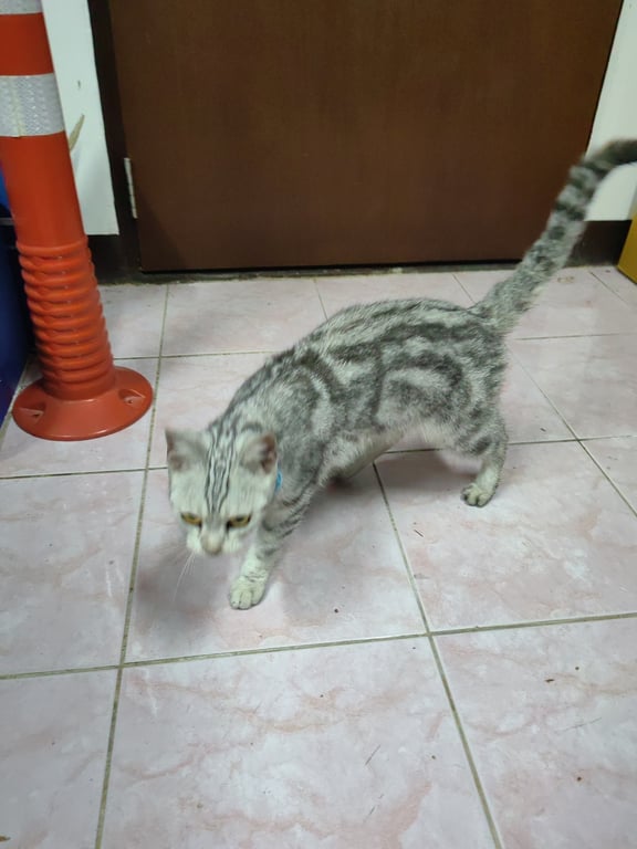 ตามหาเจ้าของแมว 