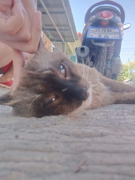 ตามหาเจ้าของแมว น้องลักษณะคล้ายแมวเปอร์เซียผสมแมววิเชียรมาศ
ขนยาวหางนุ่มฟูสีน้ำตาล ตาสีฟ้า มีถุงเท้าสีขาวสามข้าง ยังไม่ทำหมัน เชื่องกับคนมาก ขี้อ้อน คนในพื้นที่แจ้งว่าน้องหลงมาอยู่แถวนี้ได้เกือบครึ่งปีแล้ว (น้องเอาแต่อ้อน นอนแผ่พุง เลยถ่ายมาได้แต่ภาพแบบนี้)