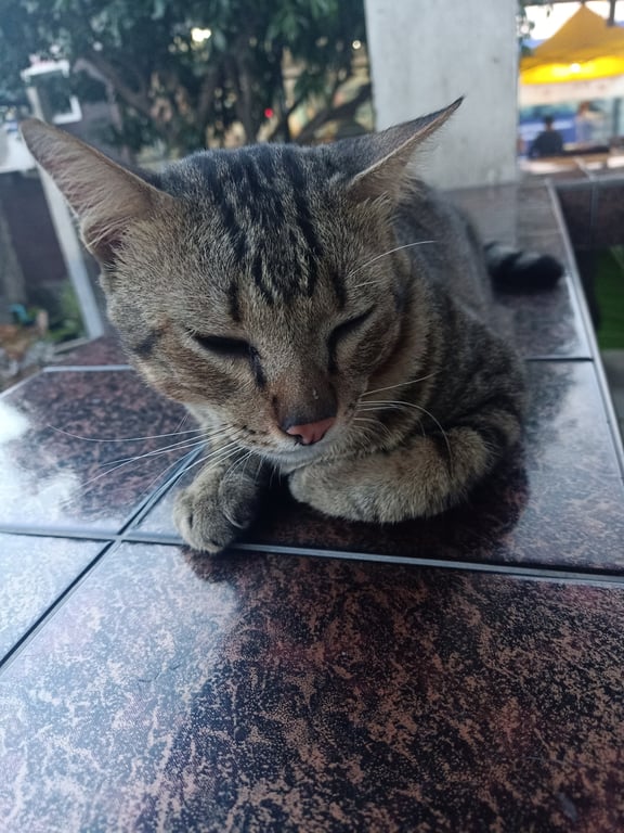 ตามหาเจ้าของแมว ตัวใหญ่ ยังไม่ทำหมัน เชื่องมาก