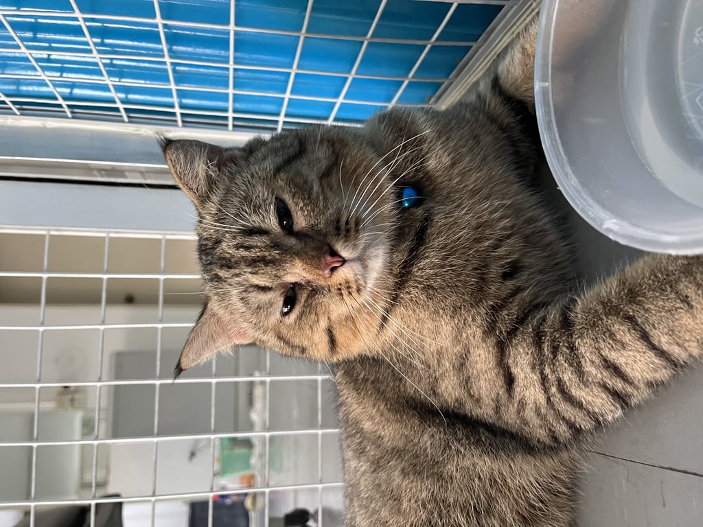 ตามหาเจ้าของแมว ตัวค่อนข้างใหญ่ เนื้อตัวสะอาดสะอ้าน ไม่ระแวงคน