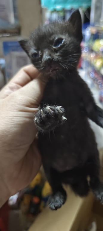 ตามหาเจ้าของแมว แมาแมวมาตลอดทิ้งไว้กอนอาหารเปรยกได้แล้ว ไม่สะดวกเลี้ยง หาย้านให้น้อง ถ้าหาไม่ได้ คงต้องปล่อยไป อบ่าด่าน่าส ต้องเข้าใจคนไม่สะดวกเลี้ยงด้วย