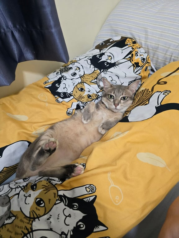 มีบุญ