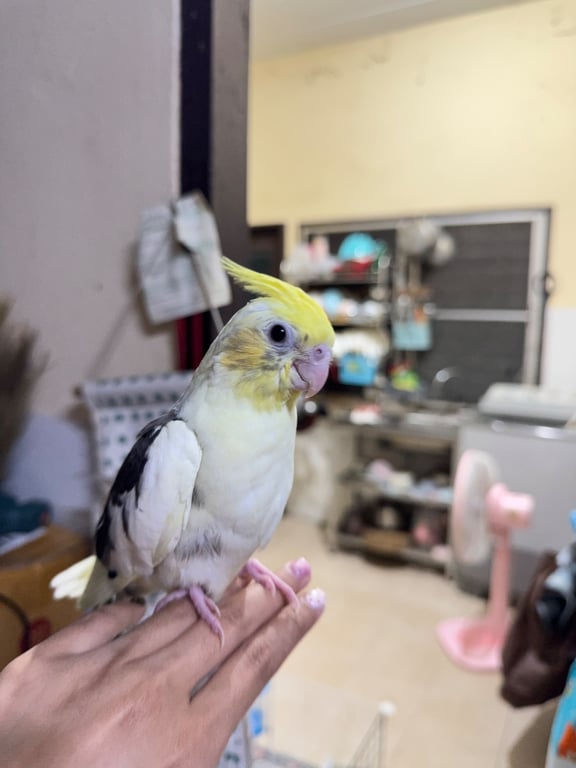 รูยี้