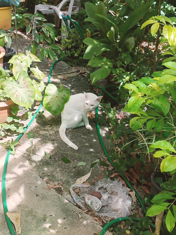 ตามหาเจ้าของแมว สีขาวล้วน ตาสีเหลือง