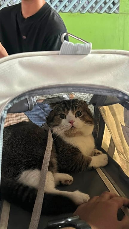 ลูก้า