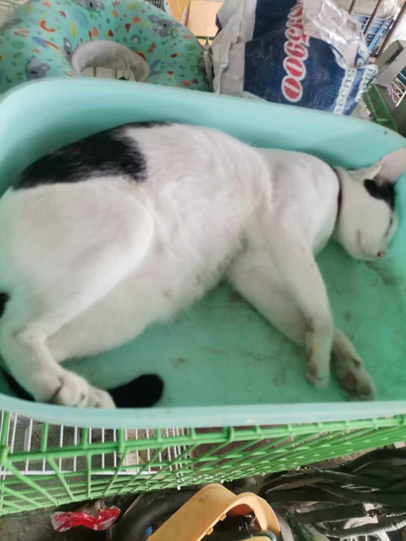 แอ๋ว