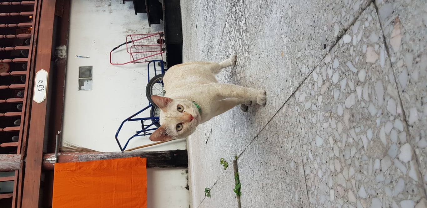 ตามหาเจ้าของแมว โยมมาทำบุญที่วัด  เจ้าของรถกล่าวว่า ไม่ทราบว่าแมวกระโดดขึ้นรถมาได้อย่างไร แล้วก็ไม่ทราบว่าแมวมาจากไหนครับ