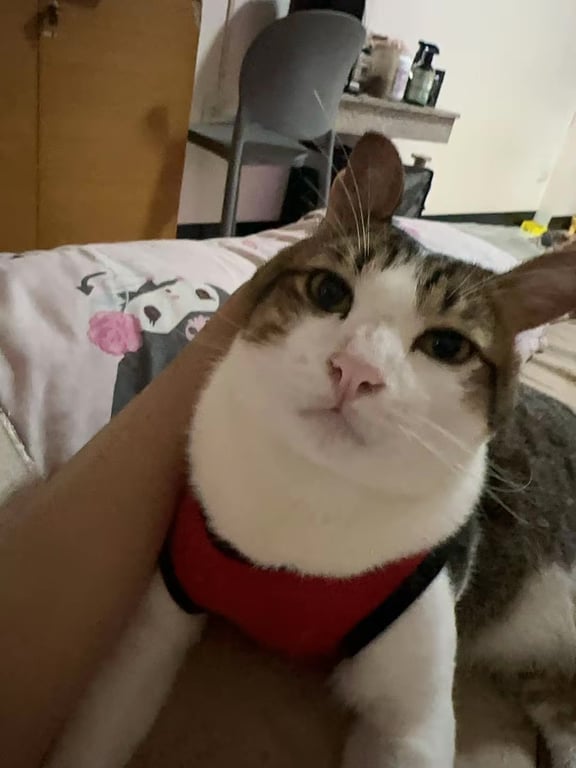 ซันจิ