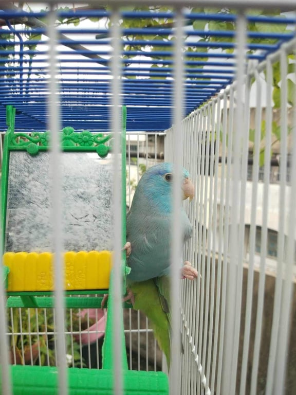 ตามหาเจ้าของนก 