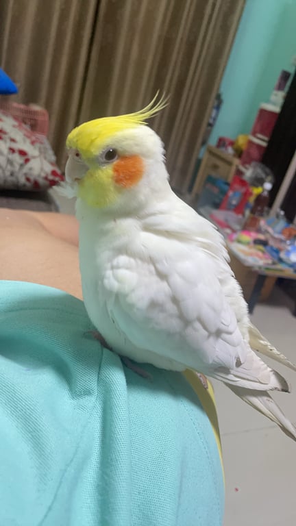 ปังเ