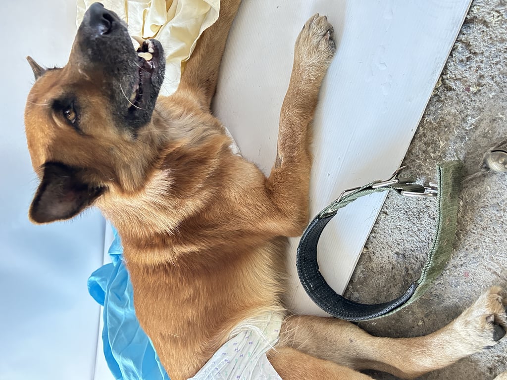 ตามหาเจ้าของหมา 