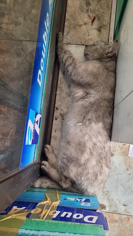 ตามหาเจ้าของแมว น้องแมวไม่ให้จับ อาหารเม็ดไม่กิน กินอาหารเปียก จับตัวจะร้องเลย หวาดระแวงขี้กลัว