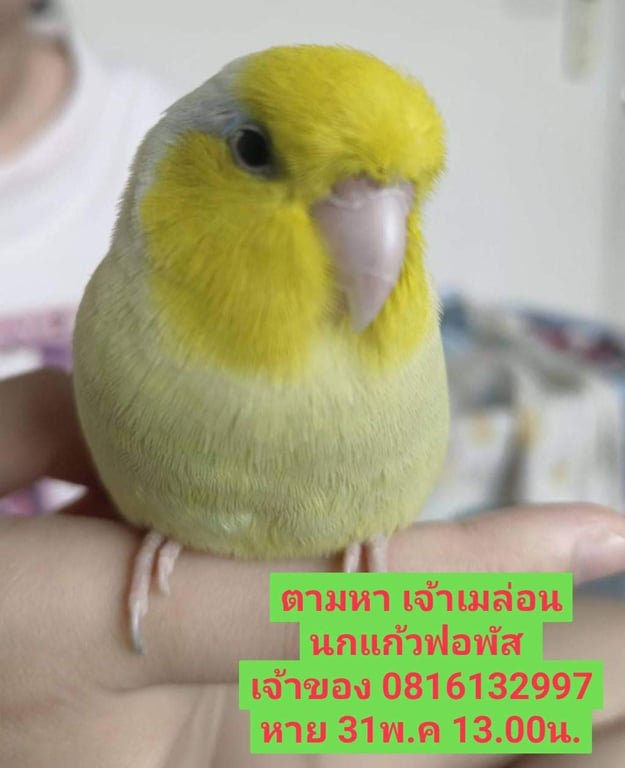 เมล่อน