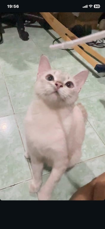 ตังกุย