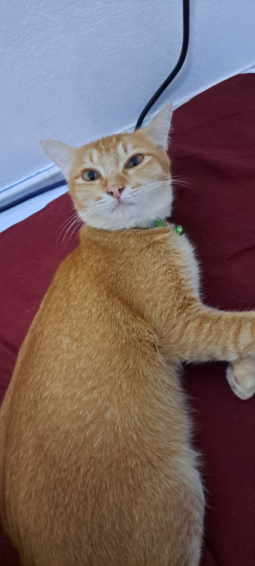 ยูสุ