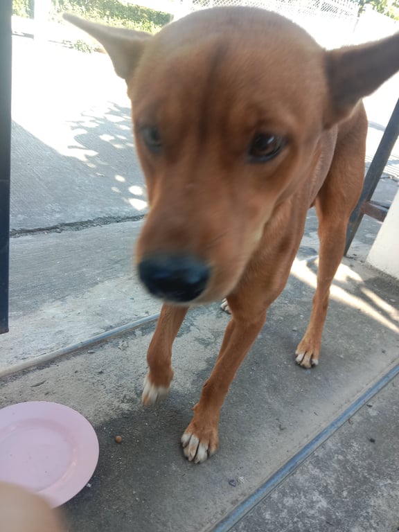 ตามหาเจ้าของหมา สีน้ำตาลแดงทั้งตัว