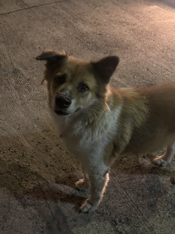 ตามหาเจ้าของหมา 