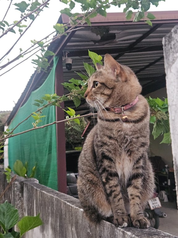ดุ๊กดิ๊ก