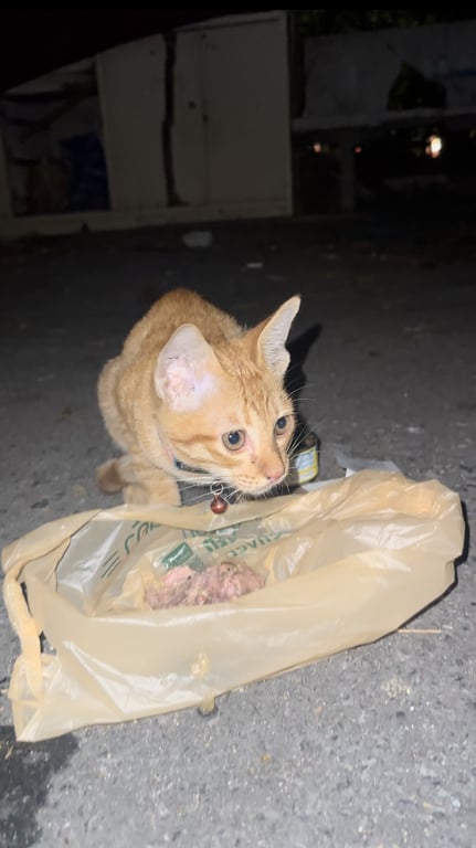 ตามหาเจ้าของแมว แมวเด็ก เพศผู้ สีส้ม หลงมา