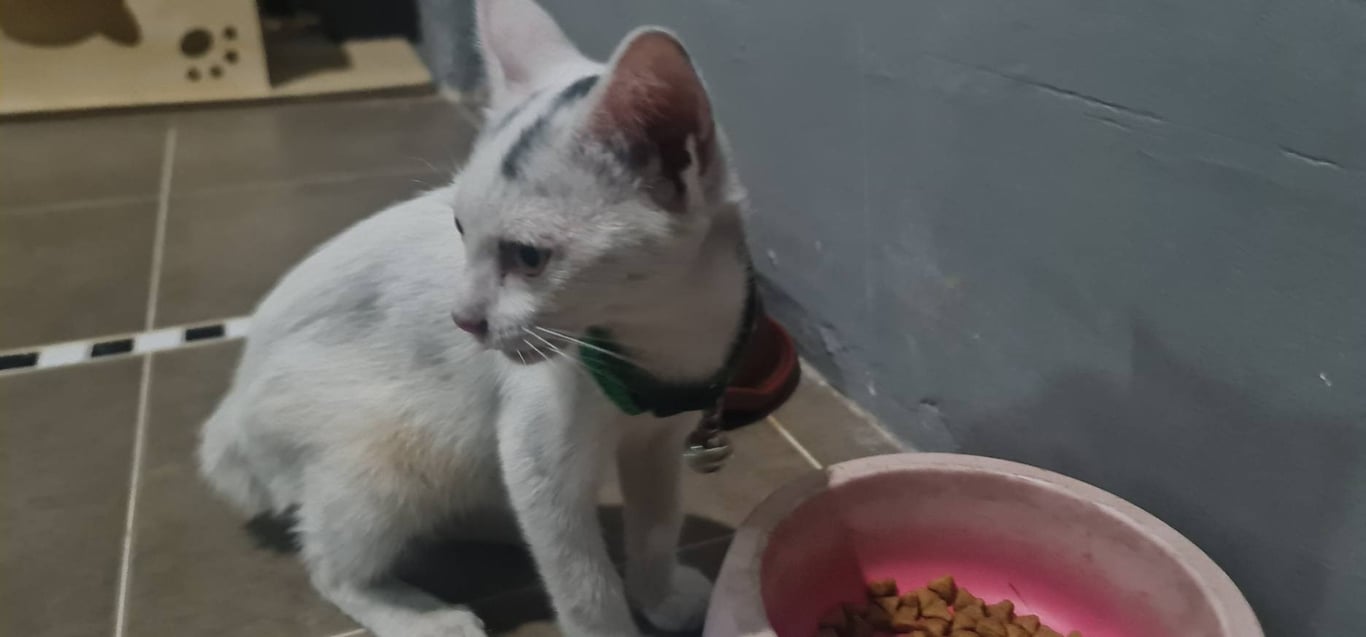 ตามหาเจ้าของแมว น้องแมว สีขาว หางกระต่าย พบที่ซอยตะวันออกคอนกรีต ชลบุรี