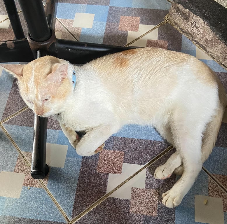 ตามหาเจ้าของแมว ประกาศหาเจ้าของและหาบ้านให้น้องอยู่
น้องหลงมา น้องเป็นเพศผู้
📍พิกัดประชาอุทิศ33 📍
เบอร์โทรติดต่อ 0870462395 
#ประกาศหาคนไปเลี้ยง #ประกาศหาเจ้าของ