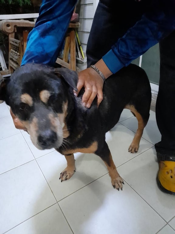 ตามหาเจ้าของหมา เจอที่ วัดเขียนเขต คลอง 3 อ.ธัญบุรี จ.ปทุมธานี