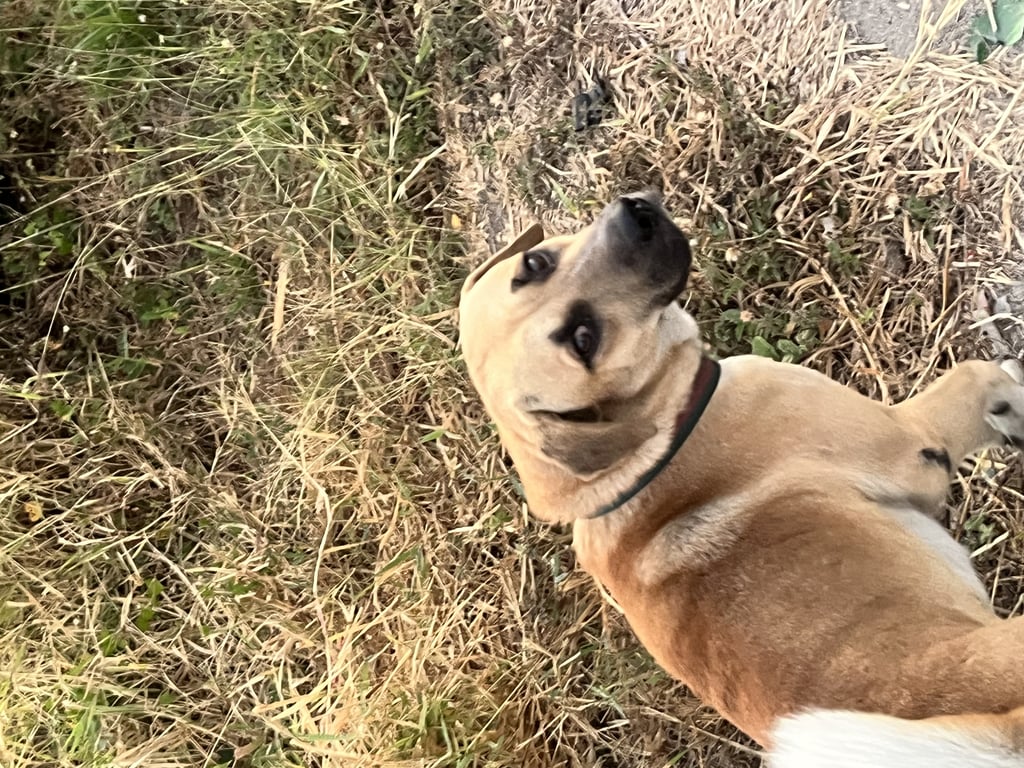 ตามหาเจ้าของหมา สีน้ำตาลอ่อน จมูกและปากดำ หางม้วน