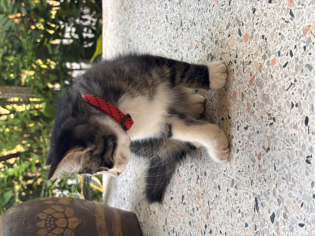 ตามหาเจ้าของแมว 