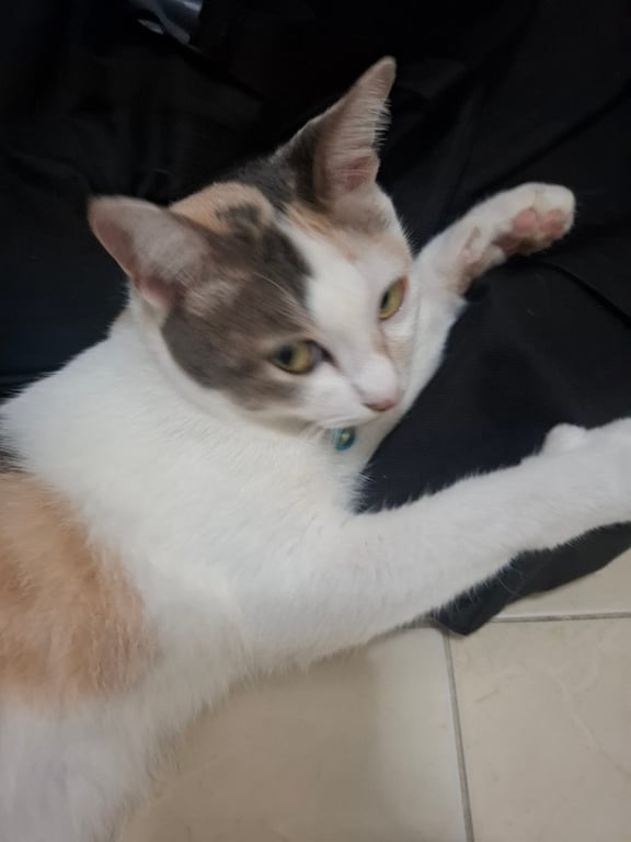 เหมียว