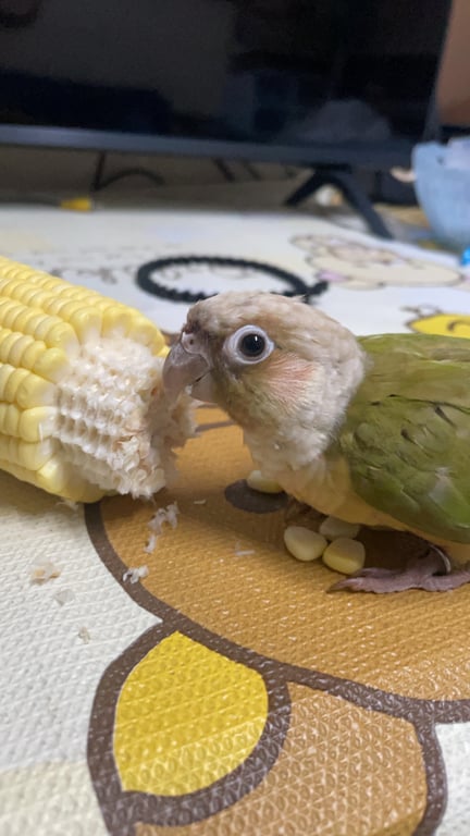 ตามหาเจ้าของนก 📣(28 ส.ค. 2566) 📣
ตามหาเจ้าของน้องครับ ใครคิดว่าลูกตัวเอง inbox ส่งรูปมายืนยันได้ครับ

📍พิกัด แฟลตตำรวจสถานีตำรวจอุดมสุข (รามคำแหง 2)