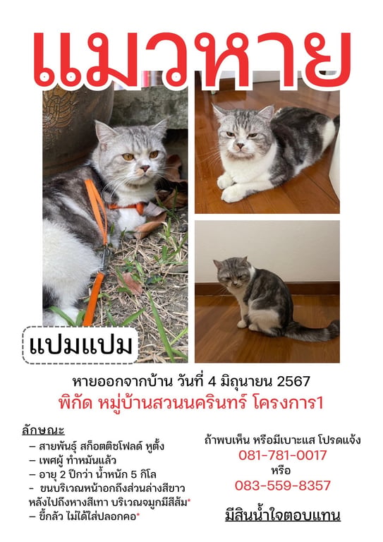 แปมแปม