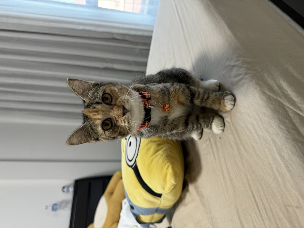 ตามหาเจ้าของแมว 