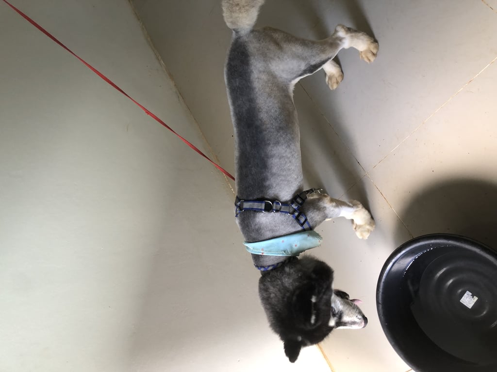 ตามหาเจ้าของหมา อายุ 3 ปี สุขภาพดี ทำวัคซีนเรียบร้อย