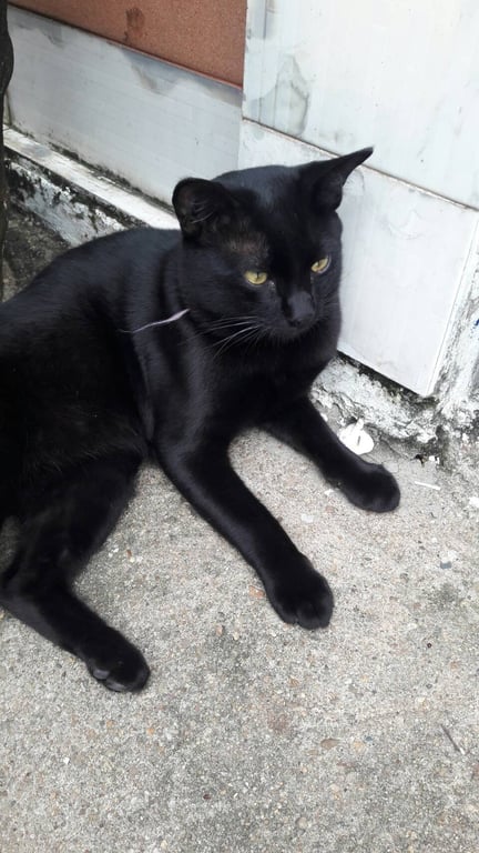 ตามหาเจ้าของแมว สีดำล้วน ตัวผู้ ปลายหางงอ ปลอกคอชมพู