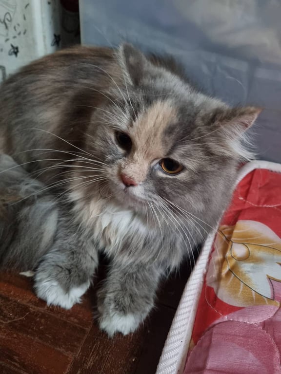 ตามหาเจ้าของแมว 