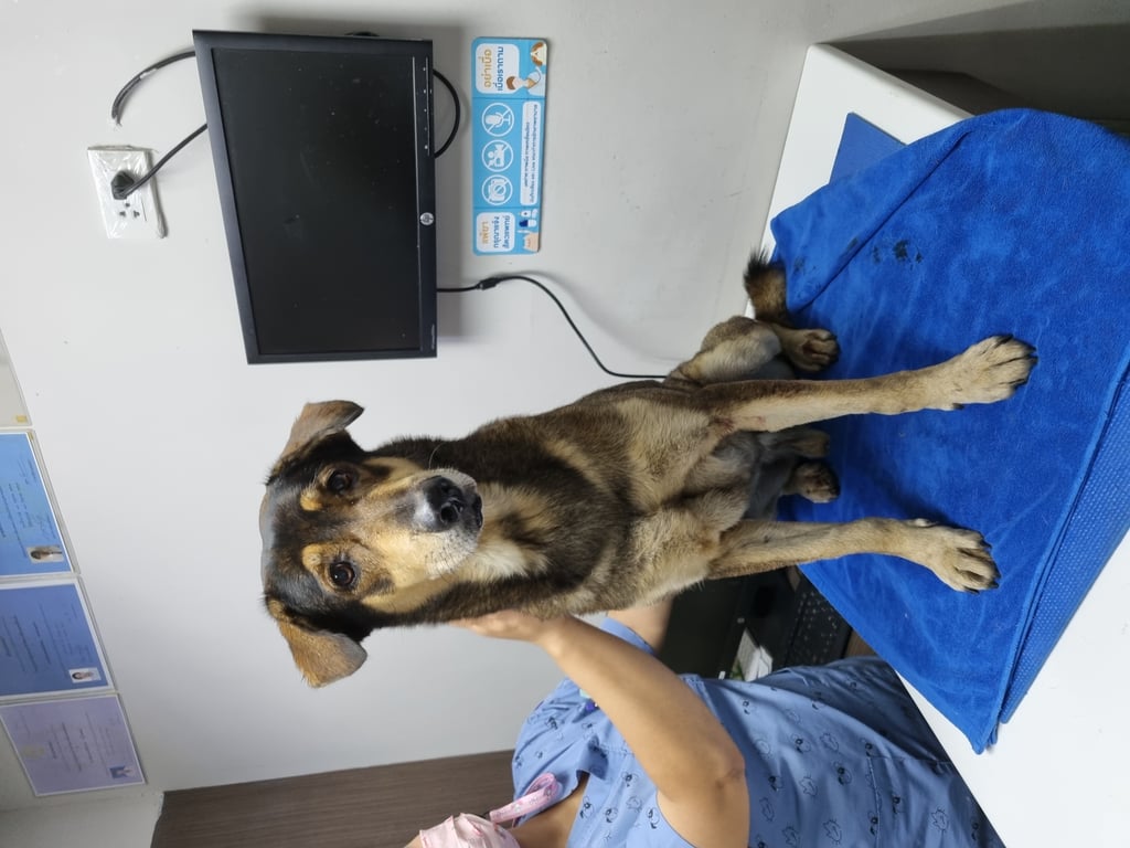 ตามหาเจ้าของหมา 