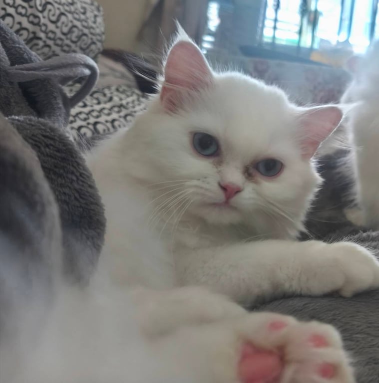 ฟู่ฟู่