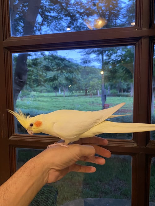 มะมูน