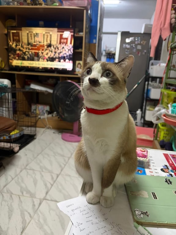 ลัคกี้
