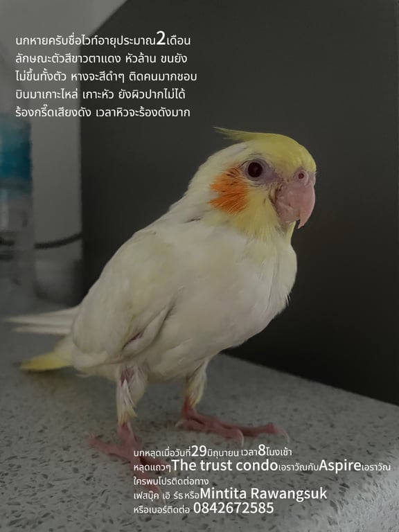ไวท์