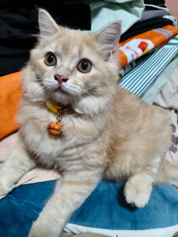 โมจิ
