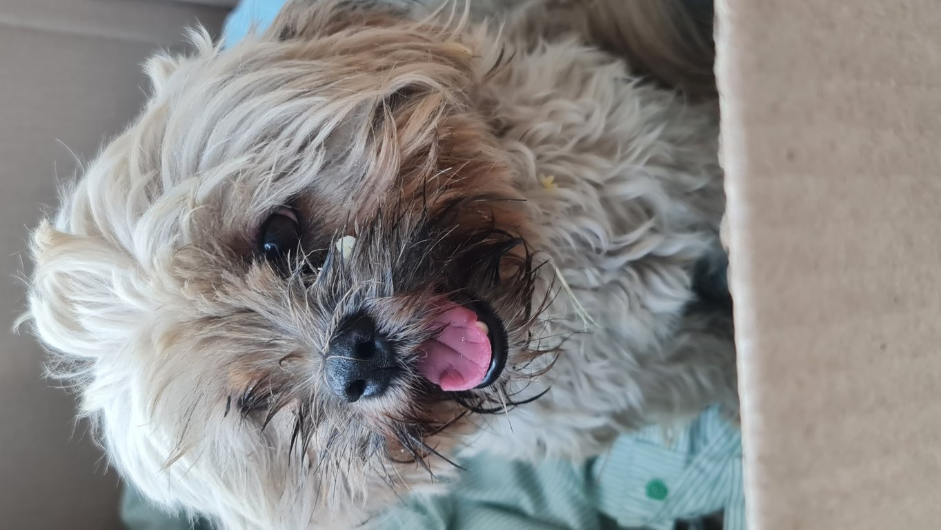 ตามหาเจ้าของหมา ประกาศตามหาเจ้าของน้องชิสุ ไม่ทราบเพศ
น้องตัวหอม สะอาด เรียบร้อย คาดว่าเปนหมาอยุ่แต่ในบ้าน
เจอบริเวณหนองไม้แดง จ.ชลบุรี( หมู่บ้านมีสุข 6) 
ติดต่อสอบถามเพิ่มเติมได้ที่ 
inbox เฟส  หรือแอดไลน์ salittaple