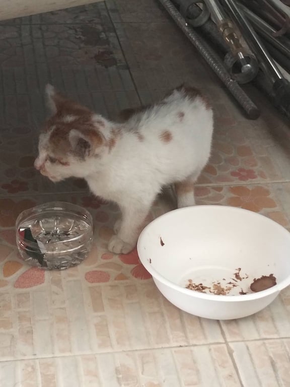 ตามหาเจ้าของแมว อายุประมาณ3เดือน